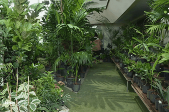 VIDEO. Les Floralies : quand le jardin tient salon à Nouméa
