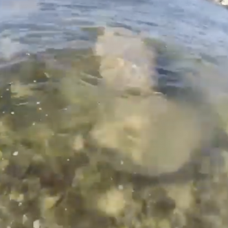 Un lamentin aperçu au Moule en Guadeloupe