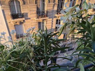 Lis et belles-de-nuit en début de soirée sur mon balcon parisien