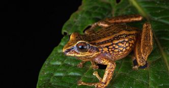 Trois nouvelles espèces de grenouilles découvertes au Pérou