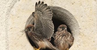 Oiseaux de bonheur. Survol du mois de juin : photos et espèces insolites, bénévoles engagés et portrait de l'été
