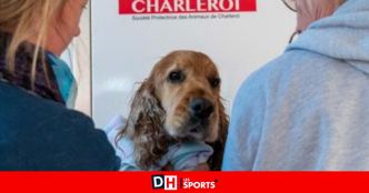 La SPA de Charleroi est déjà saturée : "Mais le pic d'abandons au début des vacances, c'est aussi une hausse des adoptions"