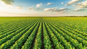 Oeufs, oignons, pastèques... : l'Algérie face à la surproduction agricole