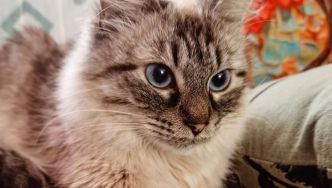 Peach, un amour de chatte à adopter à Carpentras