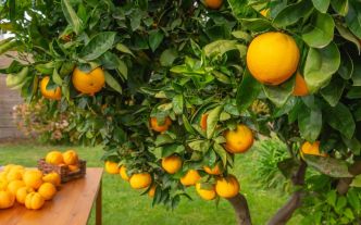 L’astuce simple pour créer votre propre verger avec un approvisionnement infini en fruits