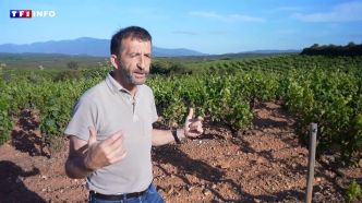 "Cultiver l'eau plutôt que la vigne" : ce vigneron défie la sécheresse dans les Pyrénées-Orientales | TF1 INFO
