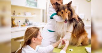 Votre chien peut-il sauver des vies en donnant son sang ?