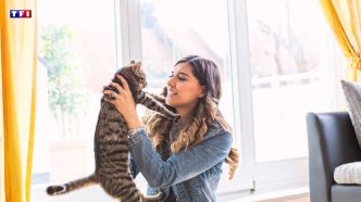 Que se passe-t-il si un chat est privé de sa queue ? | TF1 INFO