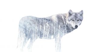 En Suisse, une école pour apprendre à faire peur au loup