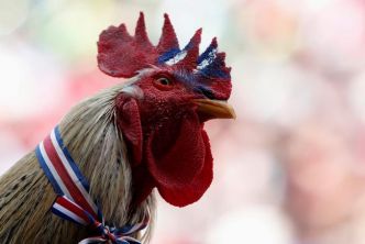 Le coq Ricco triomphe post-mortem : 3 500 € d'amende pour la voisine qui voulait le faire taire