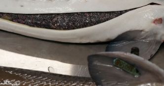 En Aquitaine, les producteurs de caviar font les gros œufs face à la concurrence chinoise