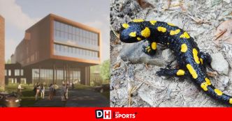 La découverte de salamandres pourrait-elle retarder le chantier des académies à Binche ? "On suit le dossier”