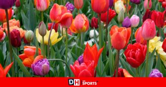 Un été en fleurs à Seraing : la Ville invite ses citoyens à embellir leurs façades avec un nouveau concours !