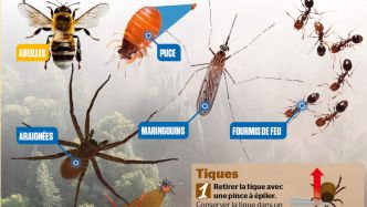 Moustiques, guêpes, tiques: que faire contre les piqûres et les morsures?