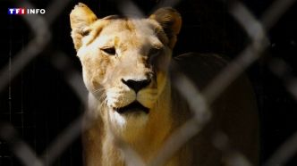Pakistan : un lion s'échappe et attaque une femme en pleine rue  | TF1 INFO