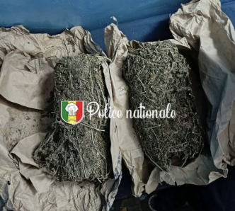 Ziguinchor : un cultivateur interpellé avec 2 kg de chanvre indien