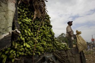 Après avoir expulsé massivement les travailleurs haïtiens, la République dominicaine manque désormais de main-d'œuvre