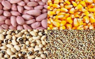 Diourbel-campagne agricole : l'hivernage s'installe, mais les semences se font attendre