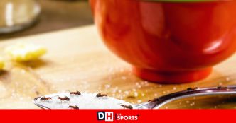 Votre intérieur est envahi de fourmis ? Voici nos astuces pour ne plus en avoir une seule chez soi (et sans produit chimique) !