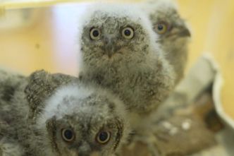 "Un état de maigreur hallucinant” : martinets, pies, chouettes... les oiseaux en détresse affluent avec la canicule, les soigneurs lancent un appel à l'aide