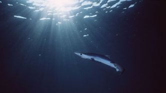 Frayeur pour des baigneurs au Grau-du-Roi : un requin à peau bleue observé sur la plage, le calme est de rigueur pour ne pas l'exciter