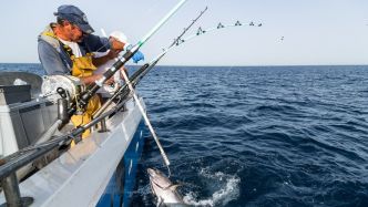 "On nous traite de tueurs, c'est dur" : les petits métiers du précieux thon rouge misent désormais sur une pêche certifiée durable