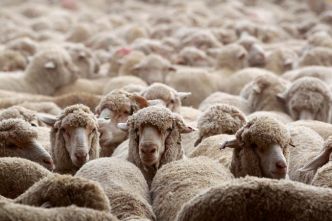 Quand les moutons remplacent la tondeuse : Leroy Merlin lance son « Plan Bêêê »