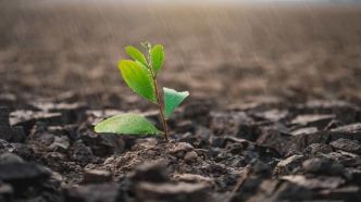 Des plantes populaires en Algérie contre l'Alzheimer et le diabète (étude)