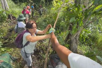 Forêt marécageuse de Golconde : un koudmen pour restaurer la mangrove aux Abymes