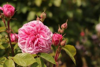 Gertrude Jekyll élue rose préférée du monde en 2025