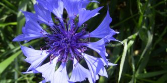 8 fleurs qui tachent et ruineront vos vêtements définitivement !