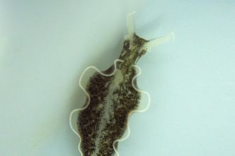 Comment une limace de mer « vole » la chlorophylle d'une algue pour y puiser de l'énergie