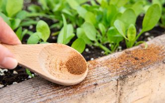 Cette épice vaut de l'or dans le jardin : voici comment utiliser cette astuce de grand-mère sur vos plantes