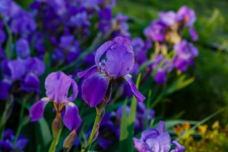Jardin : nos variétés préférées d'iris barbus, et comment les entretenir