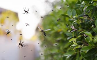 5 astuces pour dire adieu aux moustiques et profiter de votre jardin