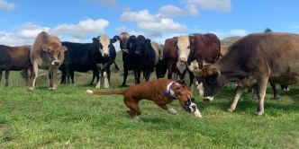 Animaux et environnement: Le chien est le meilleur ami de l'homme et l'un des pires ennemis de la nature