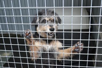 Abandons d'animaux : les refuges du 64 en première ligne dès le début des vacances