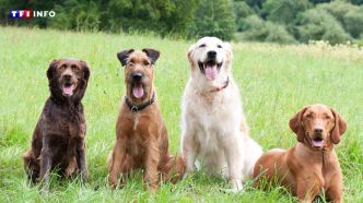 Le saviez-vous : certaines races de chiens sont très anciennes et d'autres (vraiment) très récentes | TF1 INFO