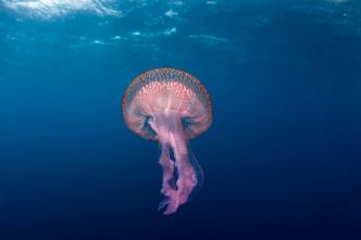 Un nouvel été avec des méduses sur la Côte d'Azur: doit-on s'inquiéter? Un spécialiste explique tout ce qu'il faut savoir en dix questions