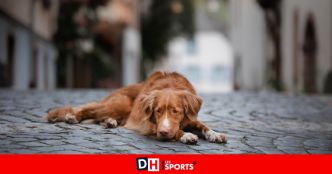 La SPA de La Louvière arrive à saturation avec l'été : "Il faut valoriser sur les réseaux les vacances avec ses animaux”