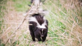 Comment se débarrasser rapidement d'une mouffette qui visite son terrain