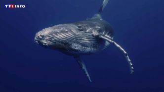 "C'est vraiment comme si elles avaient un GPS" : les superpouvoirs des baleines | TF1 INFO