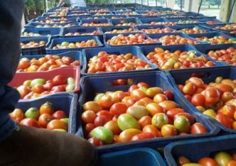 L'effet Perpignan ou comment la France est un exportateur de tomates grâce... au Maroc