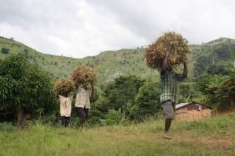 Haïti - Agriculture : Un programme cohérent, sans lendemain, comme tant d'autres
