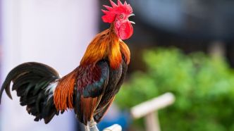 La voisine qui se plaignait du chant du coq Ricco condamnée à payer 4 500 euros de dommages et intérêts