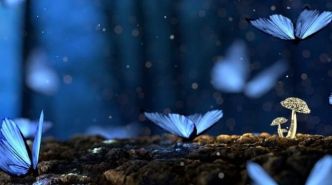 Lorsque vous rencontrez un papillon, l'univers essaye de vous transmettre un message secret