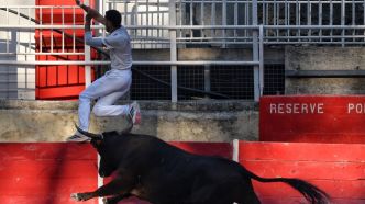 Course camarguaise : Ensis (manade Plo) incise ce dimanche 6 juillet à Saint-Andiol (Avenir)