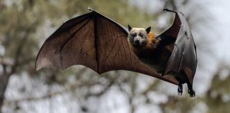 Les lyssavirus, de rares mais mortels virus de chauve-souris