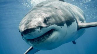 Le plus grand requin blanc du monde a été repéré près des côtes, quel est le risque ?