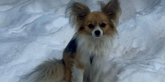 Sauvetage en Valais: Un chihuahua sauve la vie de son maître tombé dans une crevasse à Saas-Fee